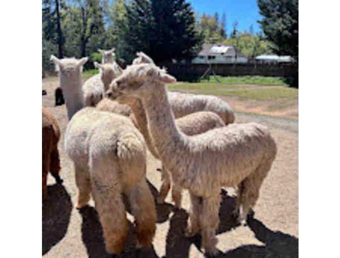 Alpacas of El Dorado, $100 Gift Certificate - Photo 2