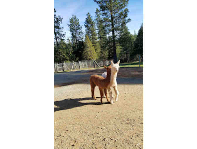 Alpacas of El Dorado, $100 Gift Certificate - Photo 3