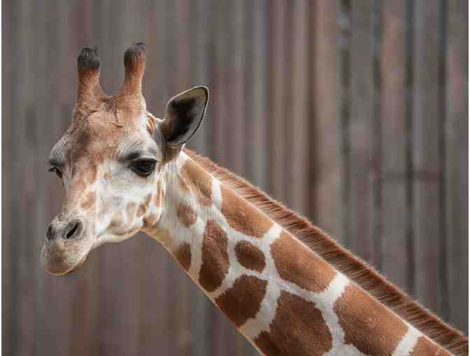 Oakland Zoo, Family Day Pass for Four (4)