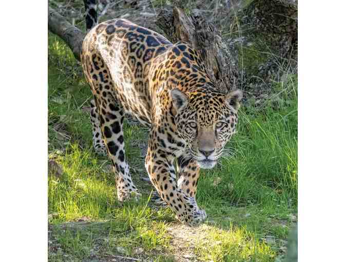 Oakland Zoo, Family Day Pass for Four (4)