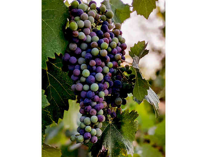 Holly's Hill Winery and Brewery - Wine and Brewery Gift Certificates and Wine