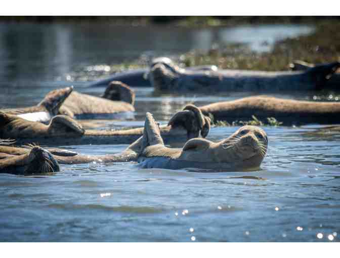 Wildlife viewing at Elkhorn Slough, Monterery Bay Eco Tours
