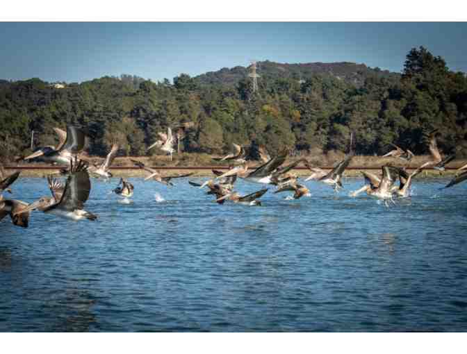 Wildlife viewing at Elkhorn Slough, Monterery Bay Eco Tours