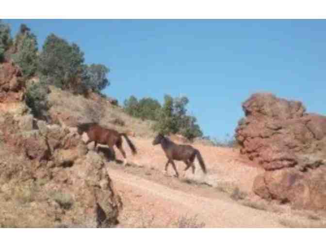 Magnificent Mustangs Tour and One (1) Night Stay in Reno, NV.