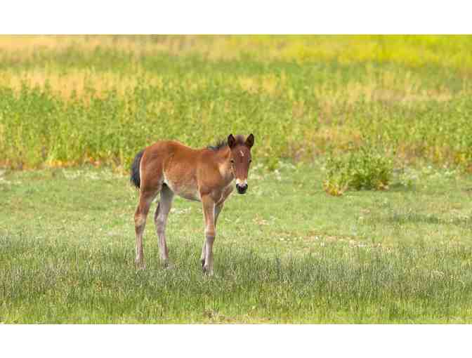 Magnificent Mustangs Tour and One (1) Night Stay in Reno, NV.
