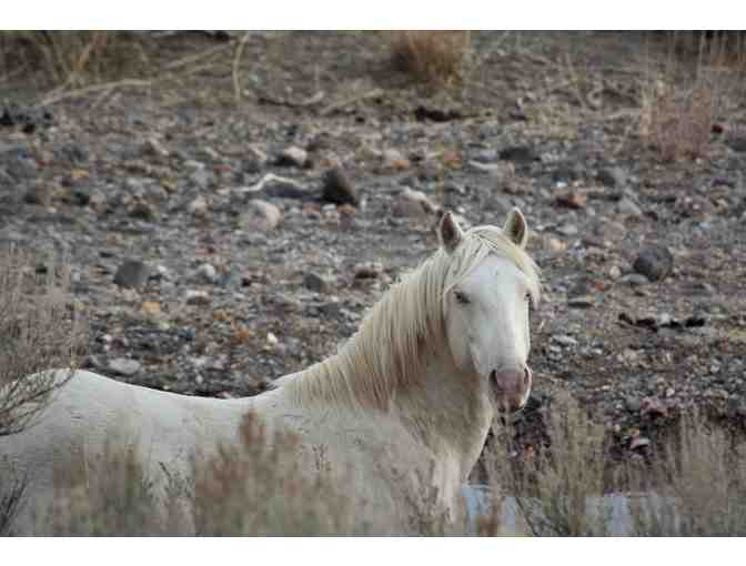 Magnificent Mustangs Tour and One (1) Night Stay in Reno, NV.