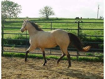 Discover Your Magic -- Learning through Horses