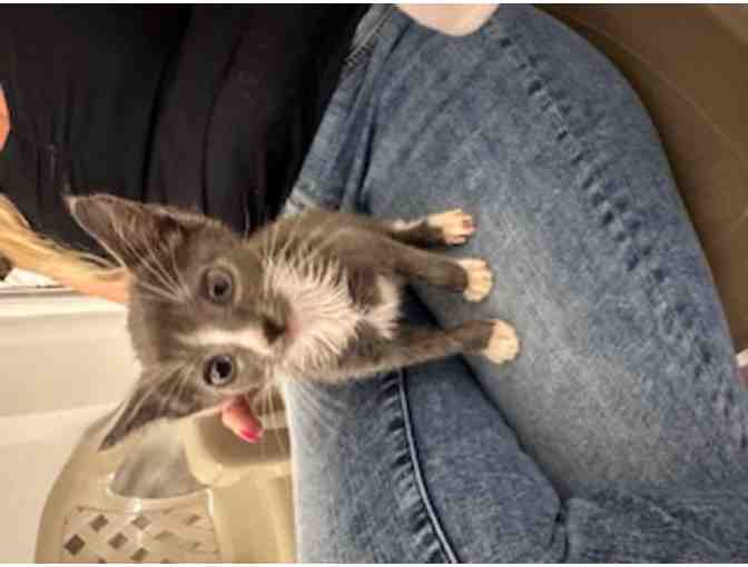 Sponsor Costs for Fostering a Rescue - $50