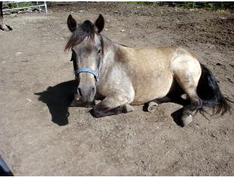 Fiona - Buckskin Pony