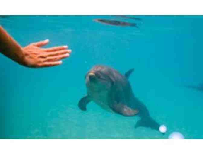 Swim with Dolphins for Two (2) at Dolphin Harbor & Admission to Miami Seaquarium