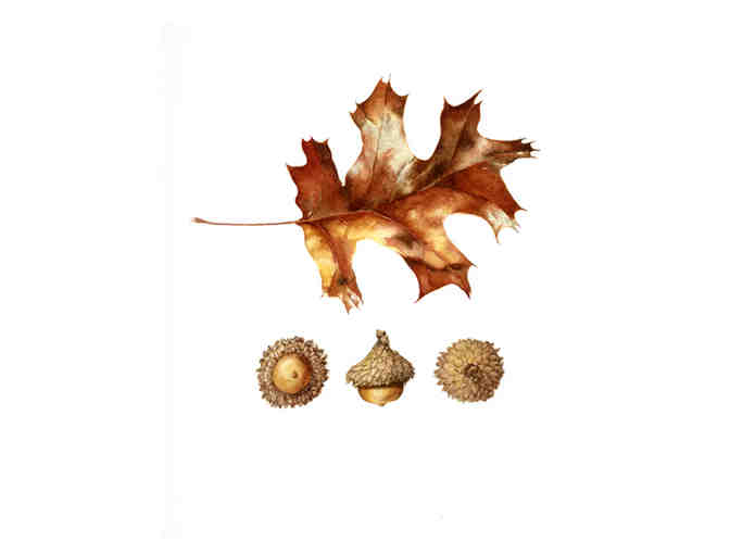 Oak Leaf with Acorns