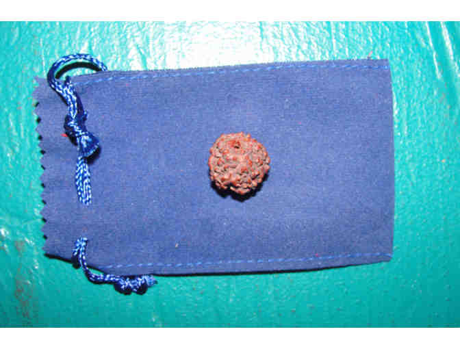 Rudraksha Bead from Babaji