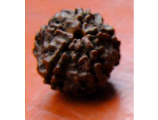 Large Rudraksha Bead from Shri Babaji's mala