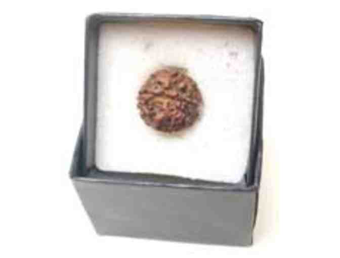 A Large Rudraksha Bead from Shri Babaji on cord