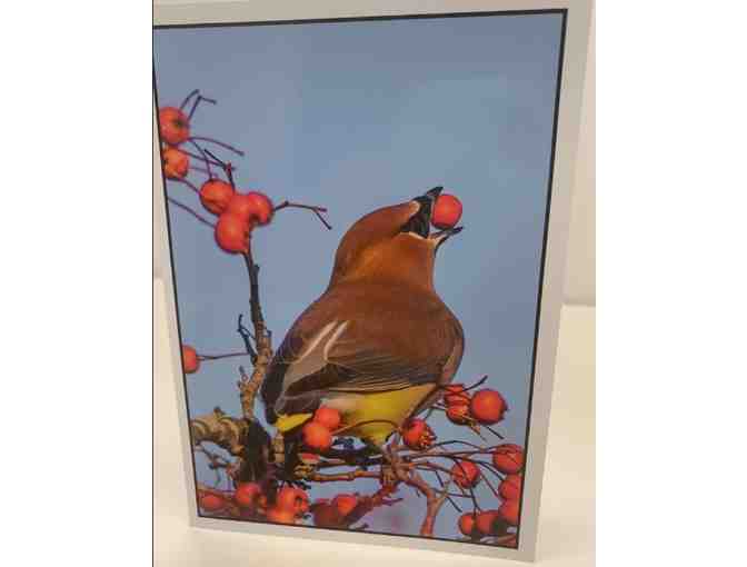 St. Louis Birds Custom Greeting Cards