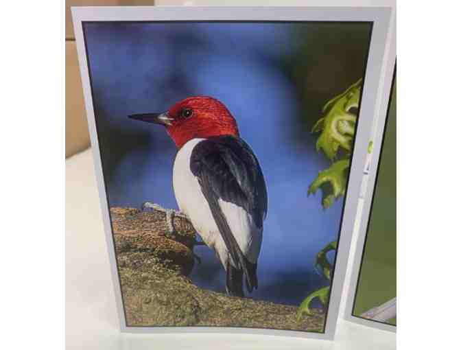 St. Louis Birds Custom Greeting Cards