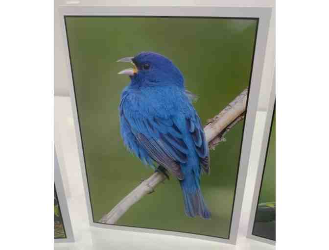 St. Louis Birds Custom Greeting Cards