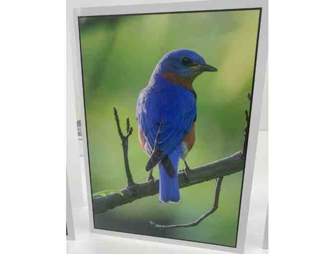 St. Louis Birds Custom Greeting Cards