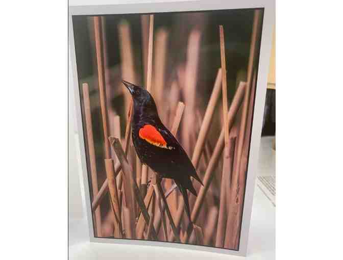 St. Louis Birds Custom Greeting Cards