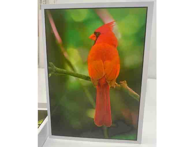 St. Louis Birds Custom Greeting Cards