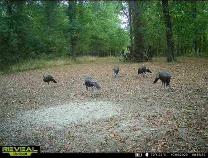 Turkey Hunt at Bayers Levee Lodge at Scott, Mississippi (2 hunters)