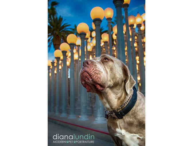 Custom Pet Photography Session