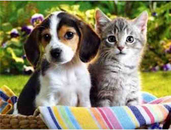 Ark Animal Hospital - Two Nights of Boarding for your Pet.