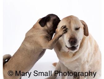 Pet Portrait Session with Mary Small Photography