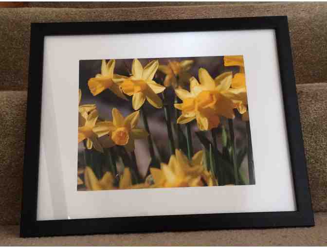 Daffodils framed photograph and bonus