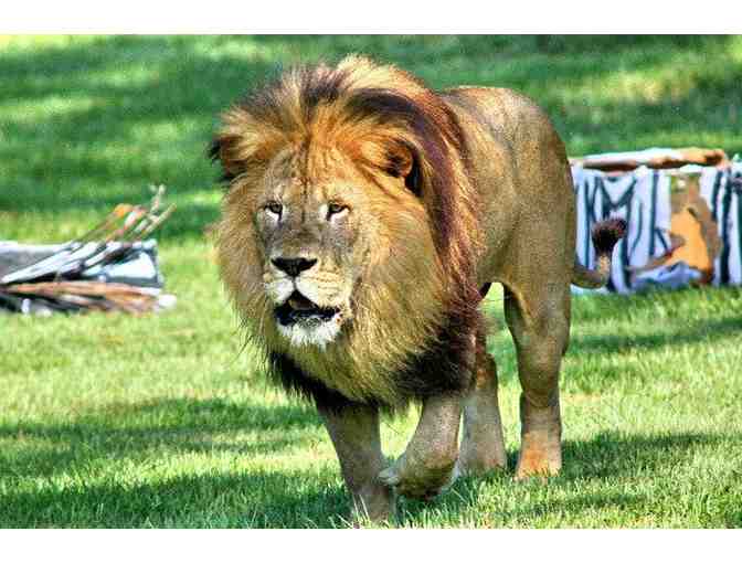 Two admission passes for Lion Country Safari PLUS complimentary parking