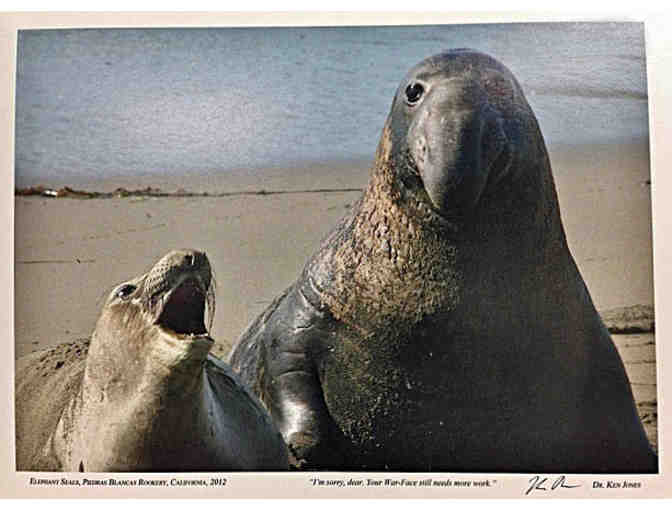 Photograph: 'Elephant Seals - 2012' by Dr. Ken Jones - Photographer
