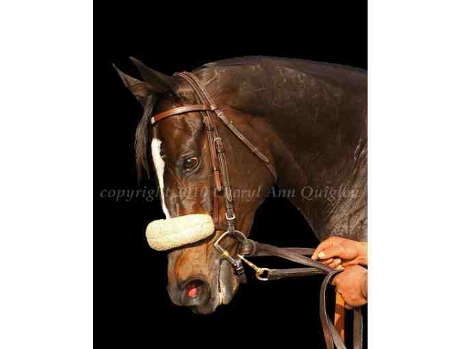 Framed Portrait of Racehorse Zenyatta