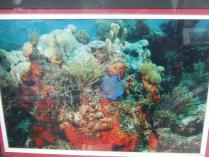 "Living Reef" Framed Photograph by Bob Vaccato