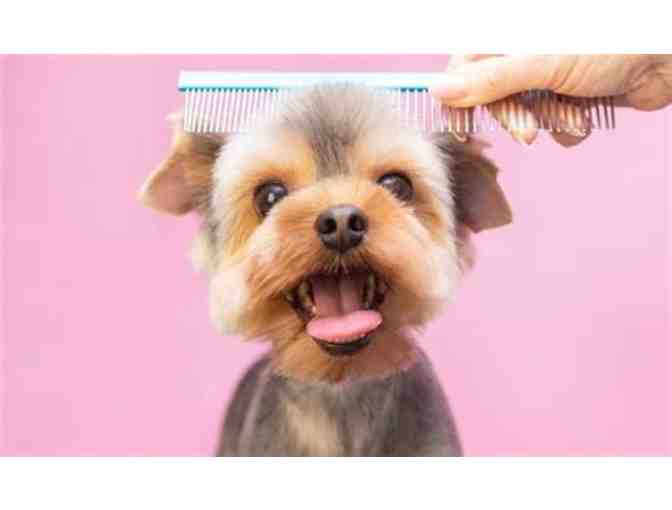 Dog Grooming by Doggy Dad Grooming - Photo 1