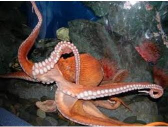 Ripleys Aquarium Gatlinburg Tennessee Admission for 2