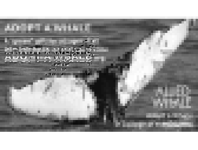 Adopt a Whale! - Allied Whale