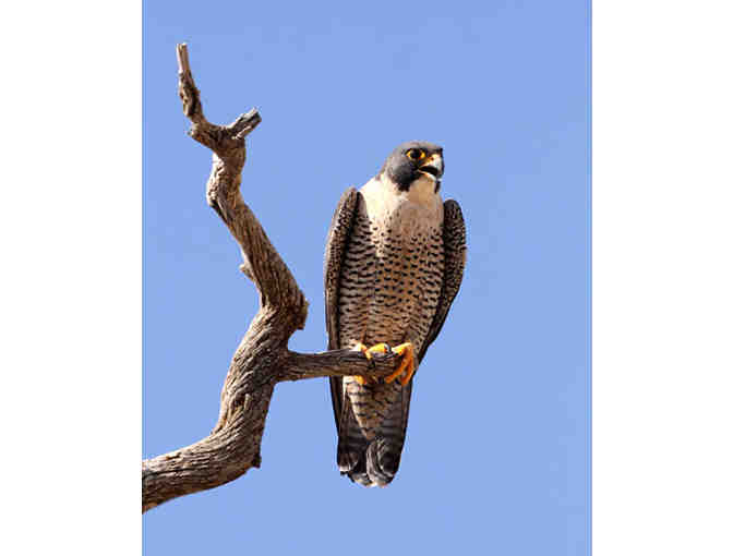 Peregrine Falcons of MDI - Guided Talk with Angi King Johnston