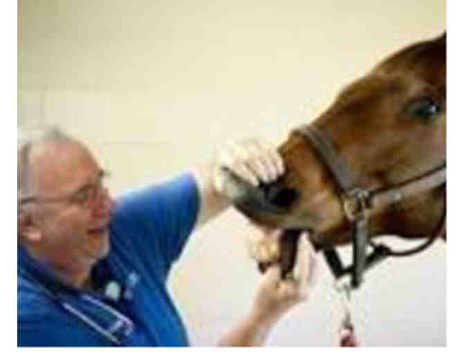 SPEND THE DAY WITH A LARGE ANIMAL VETERINARIAN