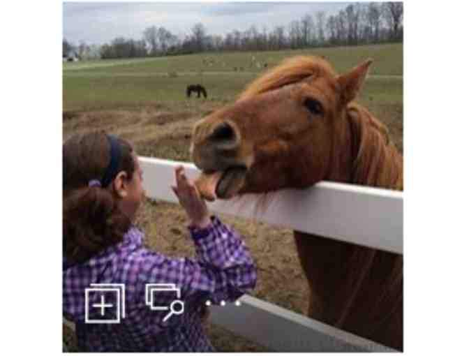 Land of Little Horses - Gettysburg PA