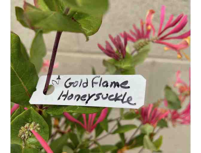 One Gold Flame Honeysuckle Plant #1