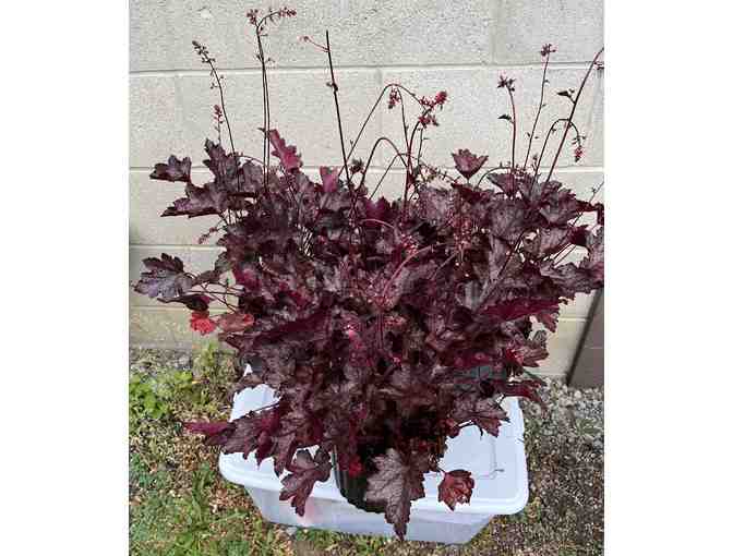 Three Heuchera 'Coral Bells'- (Carnival Plum Crazy) Plants