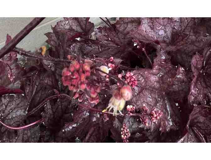 Three Heuchera 'Coral Bells'- (Carnival Plum Crazy) Plants