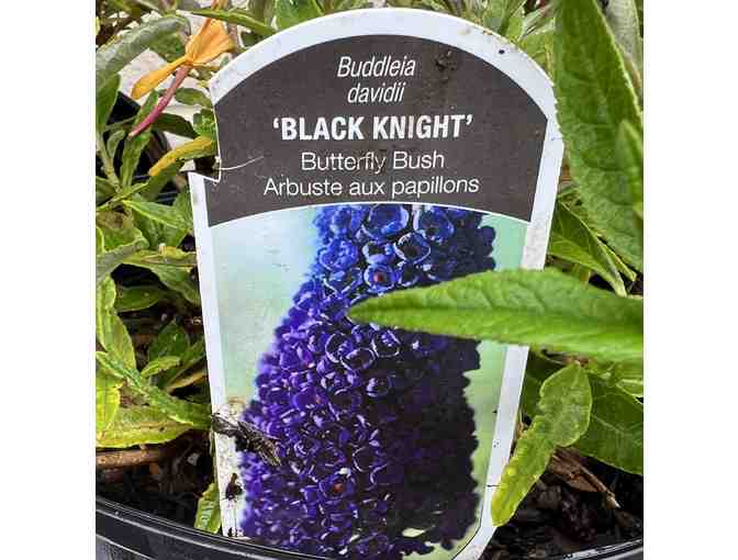 Three Black Knight Butterfly Bushes - Perennials Plants