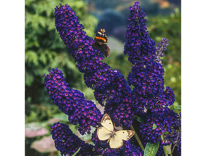 Three Black Knight Butterfly Bushes - Perennials Plants