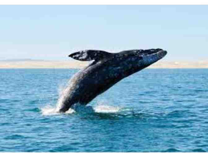 City Cruises Whale Watching for TWO!