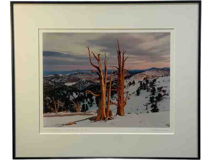 'Ancient Bristlecones' - Photograph by Joel Anderson