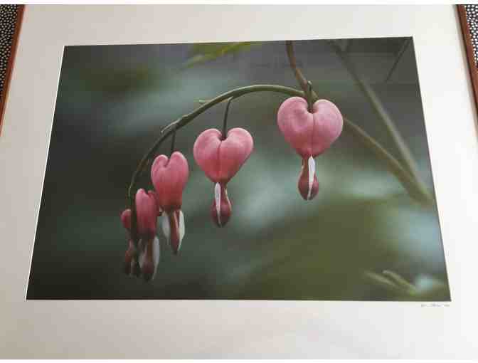 Fine Art Photograph of Bleeding Hearts