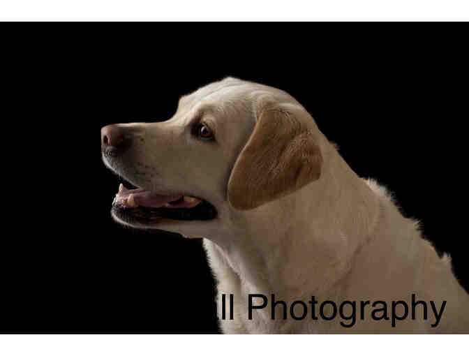 Pet Photo Shoot with Mary Small Photography