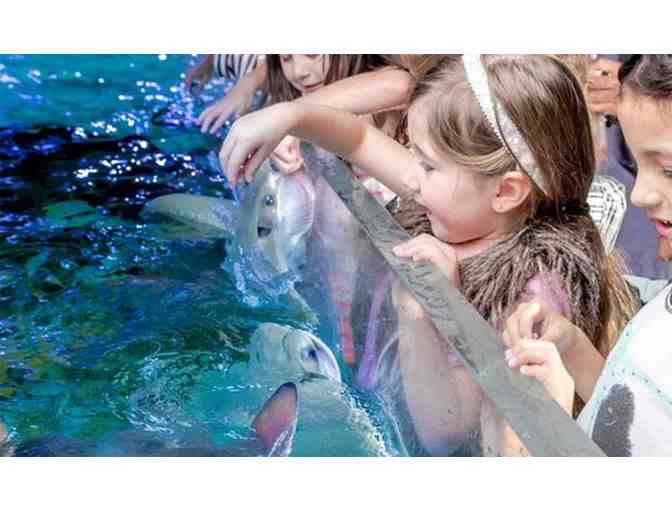 SeaQuest Interactive Aquarium - (1) Family Annual Passport