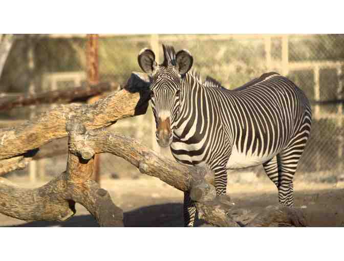 Family Four Pack to the Living Desert Zoo & Gardens in Palm Desert, CA